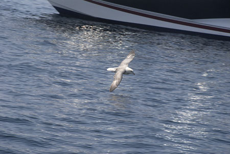 66 A Fulmar flies past Tadploe