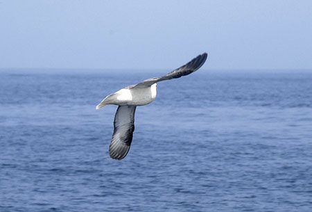 67 Fulmar in Flight
